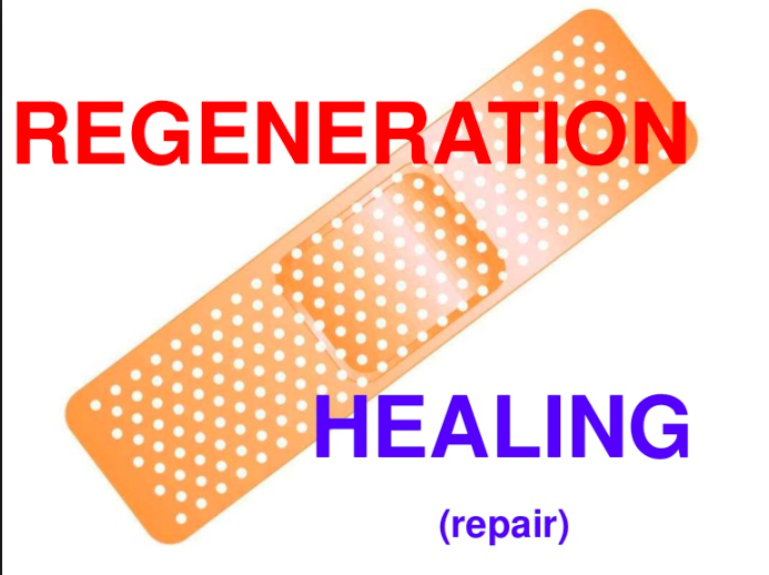 Regenerate Cochrane to strengthen the production of trusted evidence for the common good of public health. By David Hammerstein